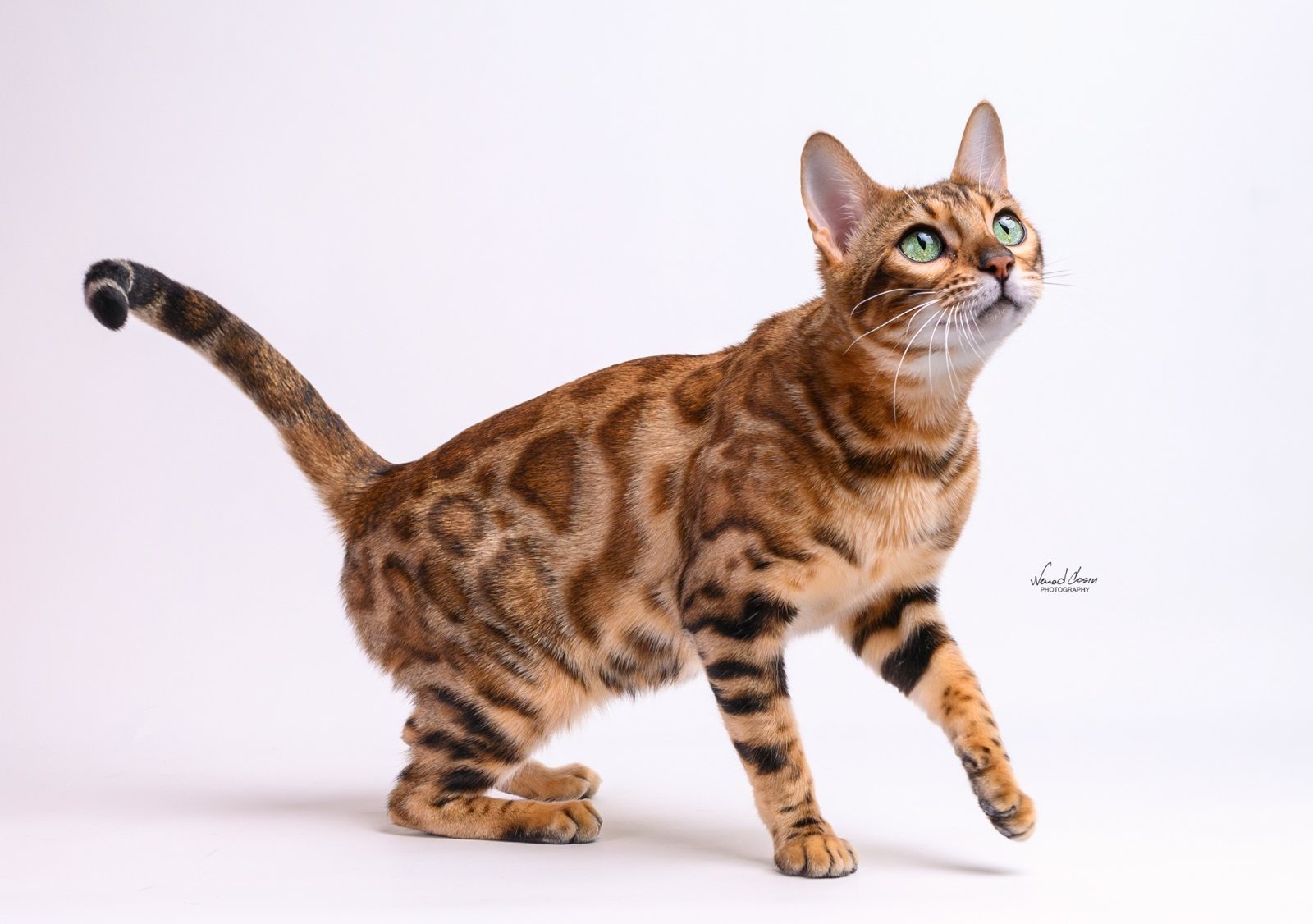 Magic Cats Eyes