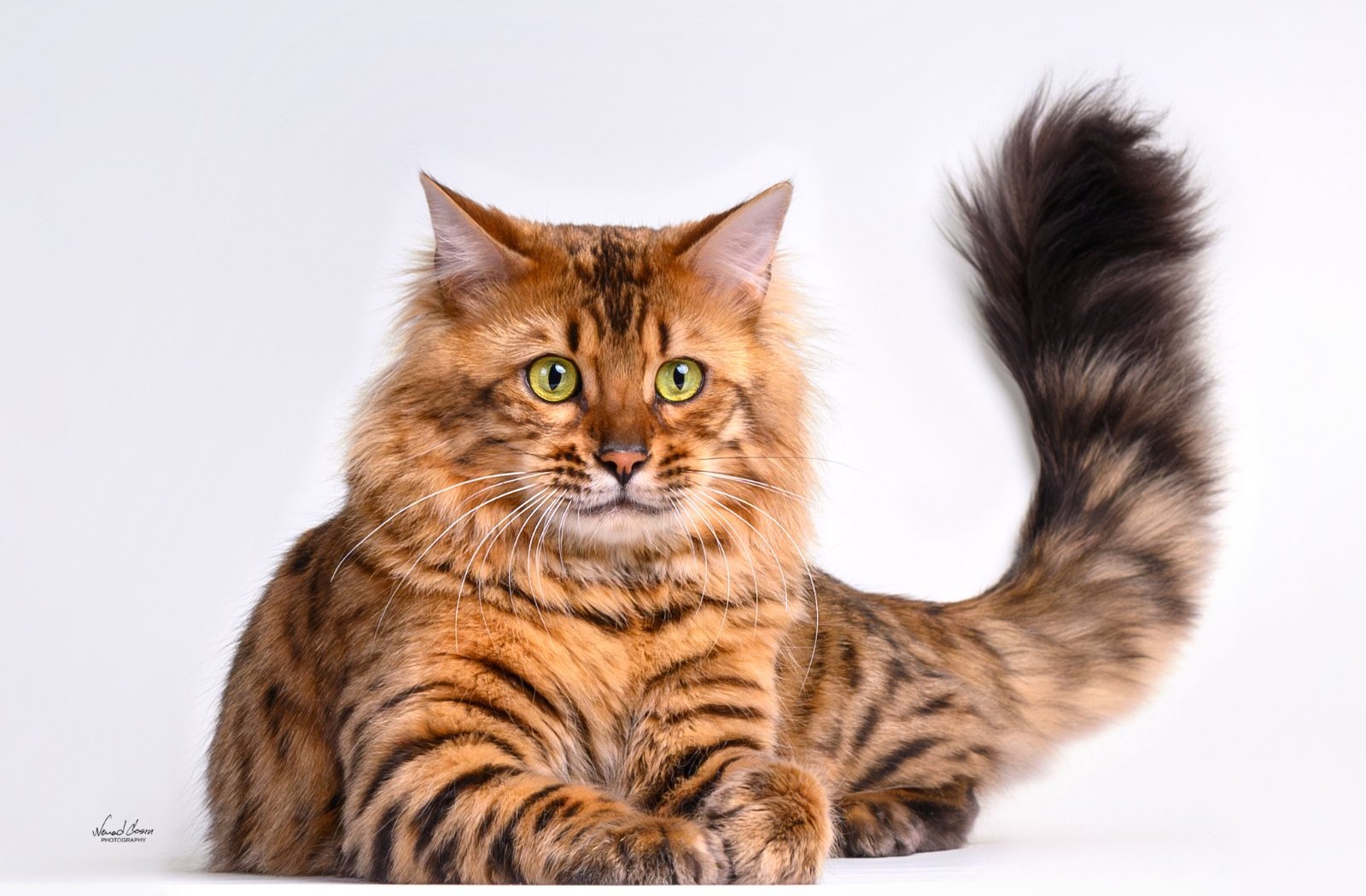 Magic Cats Eyes